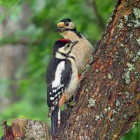 Мама и сын :: Вячеслав Минаев