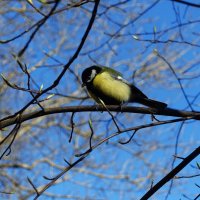 Большая синица на черёмухе :: Aida10 