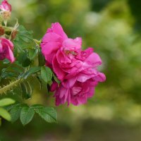 Цветущий шиповник :: Дмитрий Swan