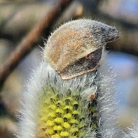 Гномик... :: Михаил Свиденцов Гномик... :: Михаил Свиденцов