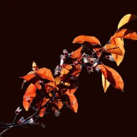 Веточка :: Юрий. Шмаков Веточка :: Юрий. Шмаков