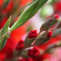 СВАДЬБА :: Сергей Фомин 