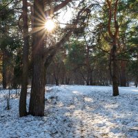 Солнечная весенняя природа :: Александр Синдерёв