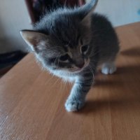 *** :: Андрей Л. В.