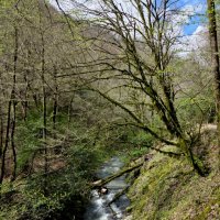 ОРЕХОВКА :: Tata Wolf