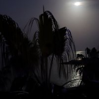 Ночка лунная... :: Галина Ильясова