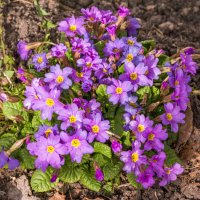 Ухта, цветет примула. Природа в Коми в этом году пробудилась раньше срока :: Николай Зиновьев