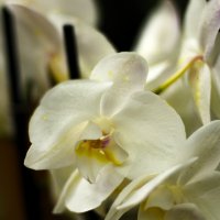 Кремовая орхидея :: Tarus 