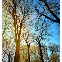 Ранняя весна :: Tarus 