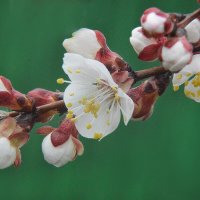 Абрикос :: Надежда Куркина 