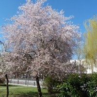 Весенний  Крым :: Валентин Семчишин