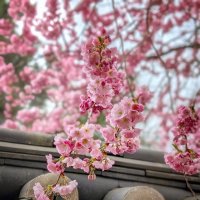 Вишня в японском стиле :: Tarus 