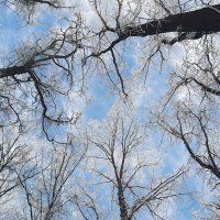 До головокруженья. :: Юрий Воронов До головокруженья. :: Юрий Воронов