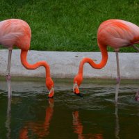 Фламинго :: Таня Фиалка
