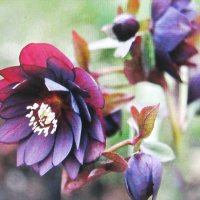 Красавчик :: Людмила Смородинская