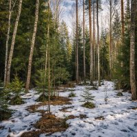 Весенний Лес :: Денис Бочкарёв