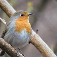 Зарянка :: Лина 