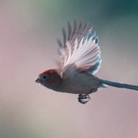 Vinous-throated or Brown-winged Parrotbill :: Yudong Liu