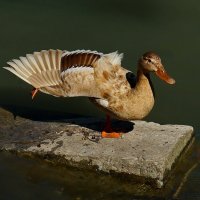 На зарядку... становись... :: Николай Саржанов