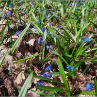 В апреле :: Сеня Белгородский