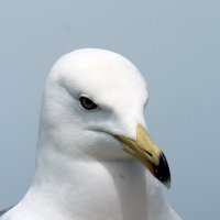 Чайка. Портрет :: Сергей Сомихин Чайка. Портрет :: Сергей Сомихин