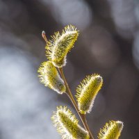 Весенние зарисовки ... :: Ravile 