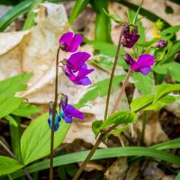 Весенние зарисовки ... :: Ravile 