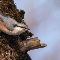 Поползень. :: Владимир Безбородов