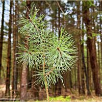 Молодая сосенка. :: Валерия Комова