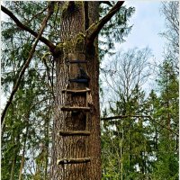 Лесная находка. :: Валерия Комова