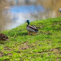 Весенний прифронтовой Белгород. Любовный треугольник. :: Михаил 