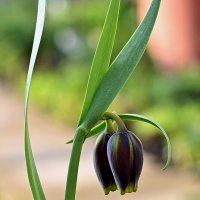 цветок фритиллярии :: Aleksandr . цветок фритиллярии :: Aleksandr .