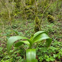 ДИКИЙ ЛУК :: Tata Wolf