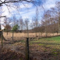 *** :: Николай Гирш