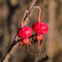 Ягодки шиповника морщинистого после зимы. Думаю, самые крупные ягоды среди шиповников :: Николай Зиновьев