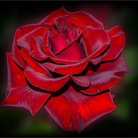 Роза из сада :: Наталья *** Роза из сада :: Наталья ***