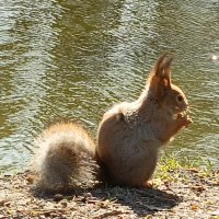 Белочка :: Митя Дмитрий Митя