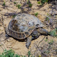 Черепаха :: Анатолий Чикчирный