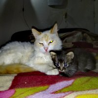 Барсик и Тимошка :: Сергей Кочнев