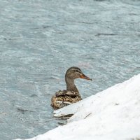 Утка в проталине :: Роман Григорьев