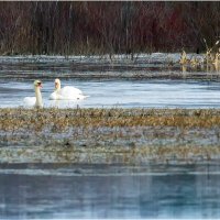 Верность :: Валентин Котляров
