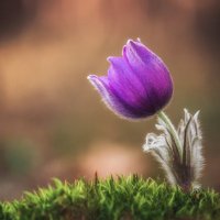 Пробуждение :: Александр ...