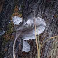 Осенний лист :: Любовь Нардина Осенний лист :: Любовь Нардина