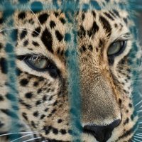 лЕОПАРД :: Александр Леонов