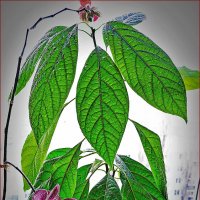 Авокадо и орхидеи на окошке... :: Валентина Нефёдова Авокадо и орхидеи на окошке... :: Валентина Нефёдова