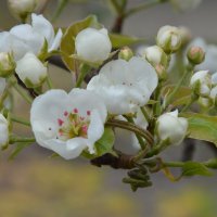 Груша :: Надежда Куркина 