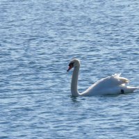 , :: Николай Я