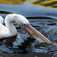 редкие птицы :: Олег Лукьянов