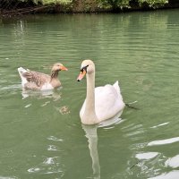 Гуси-лебеди :: Pippa Гуси-лебеди :: Pippa