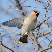 Свиристель :: Виктор Иванович Чернюк